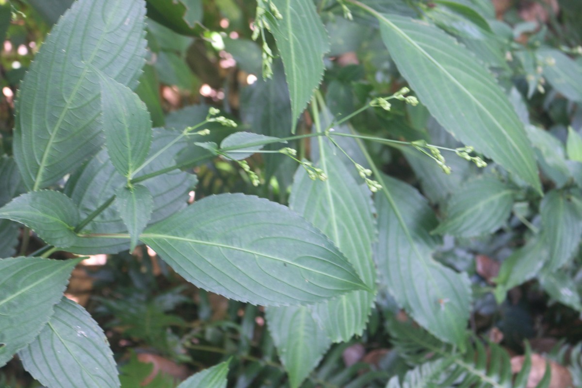 Strobilanthes hamiltoniana (Steud.) Bosser & Heine